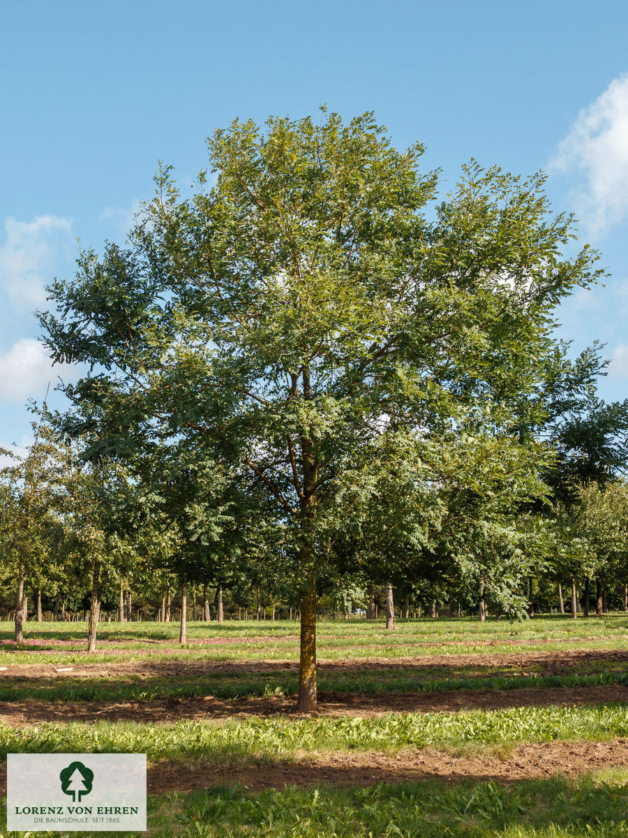 Robinia pseudoacacia 'Bessoniana'