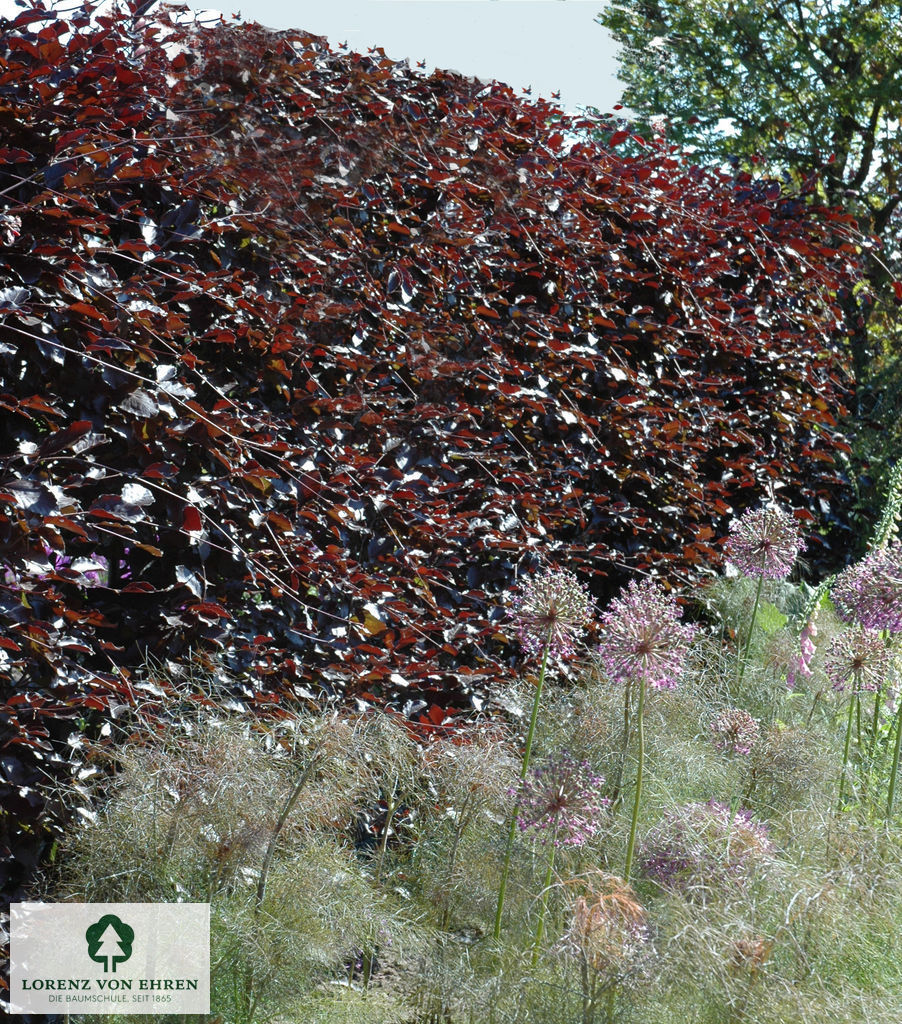 Fagus sylvatica 'Atropunicea'