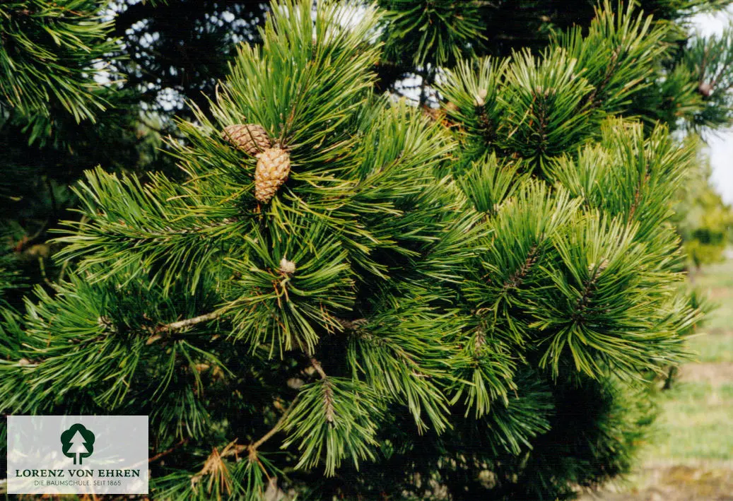 Pinus mugo 'Gnom'
