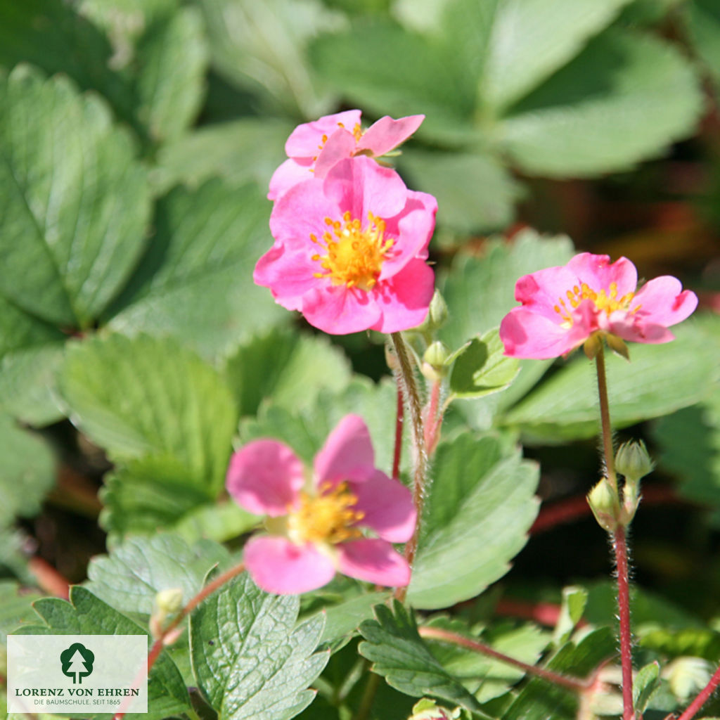 Fragaria ananassa 'Pink Panda'