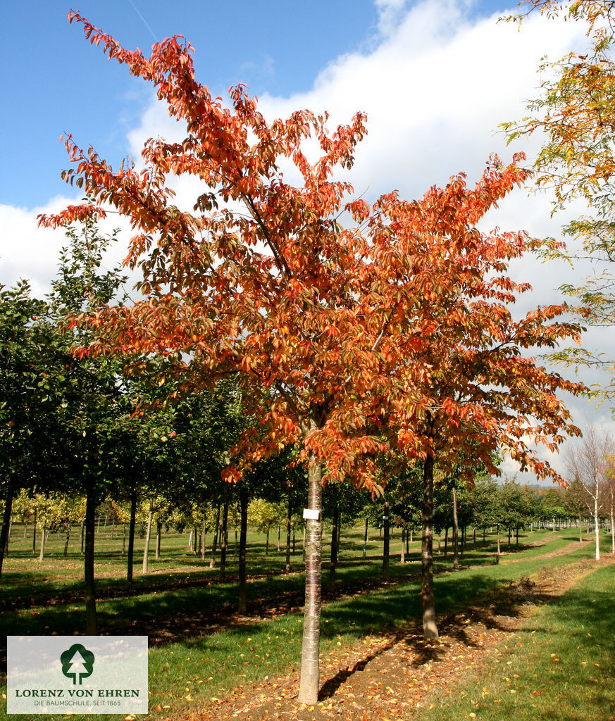 Prunus yedoensis