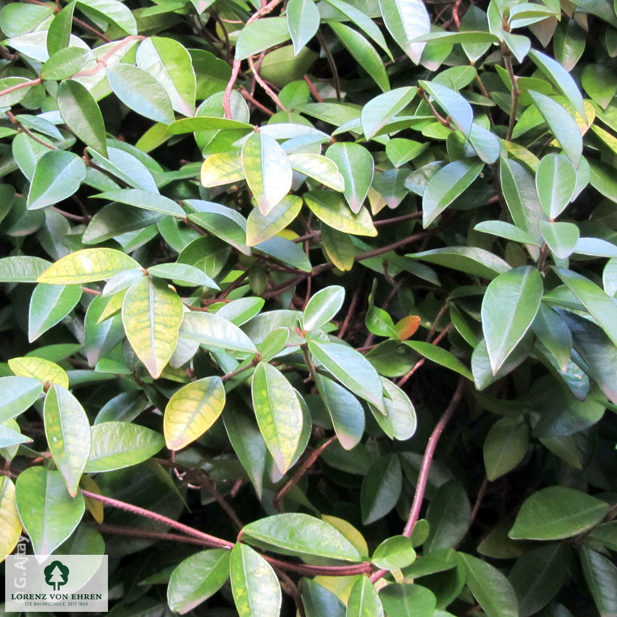 Trachelospermum asiaticum