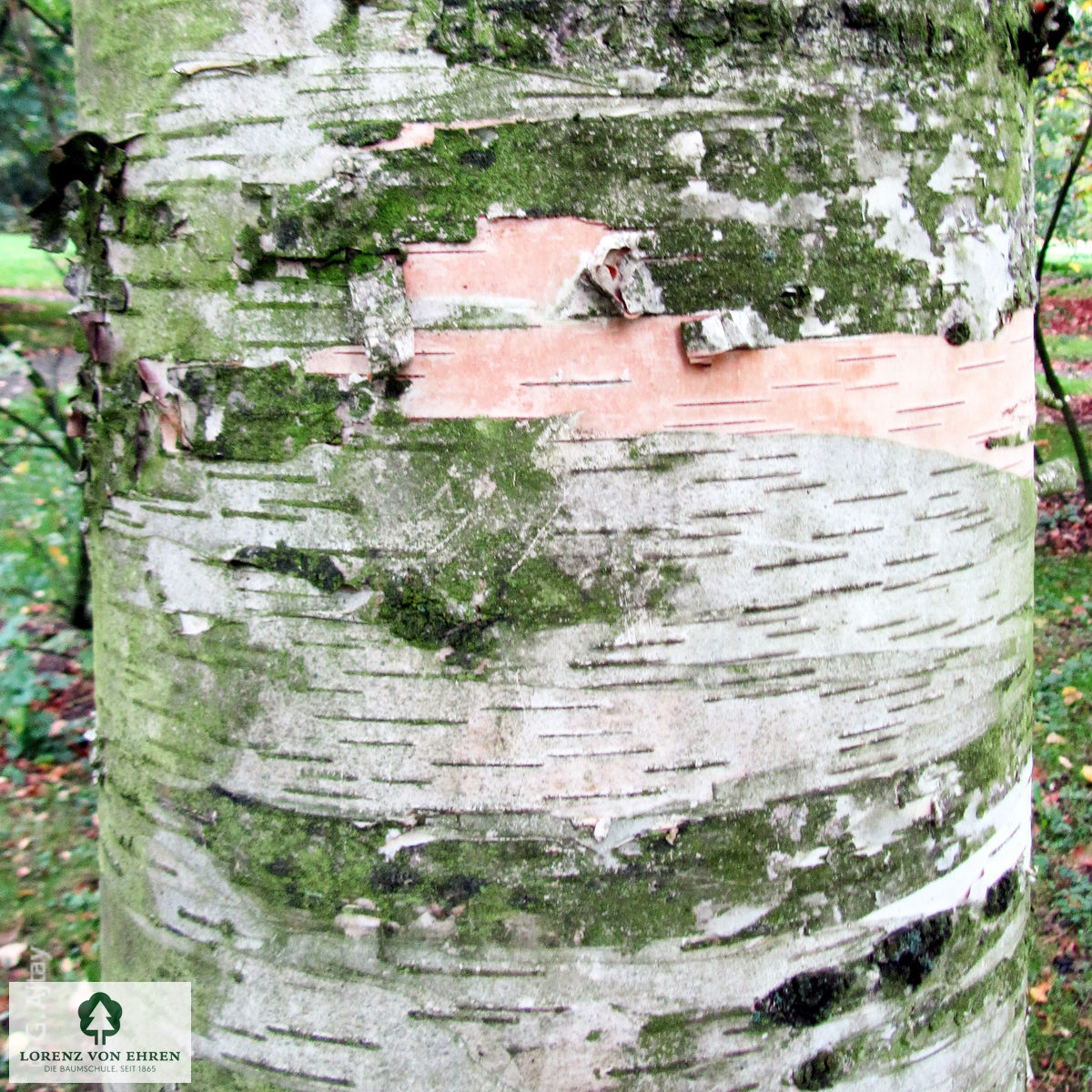 Betula papyrifera