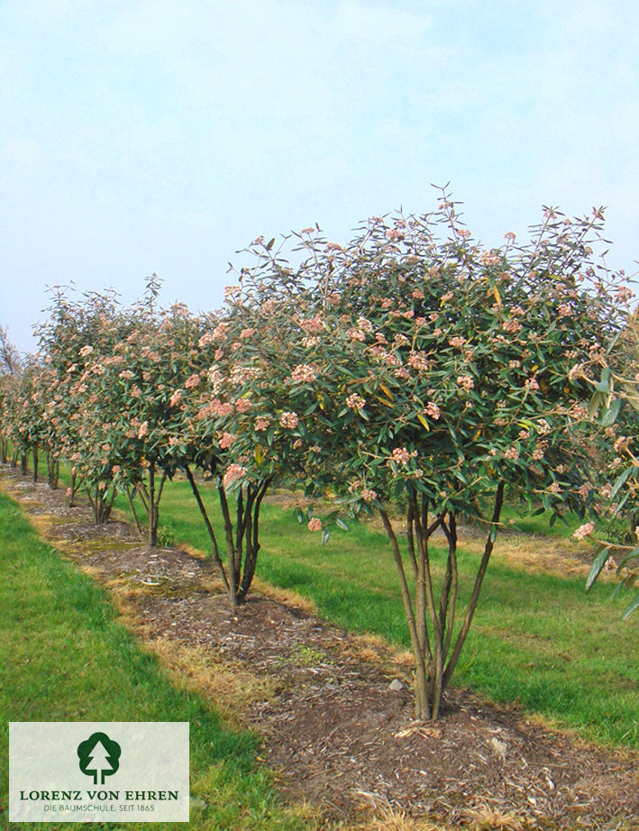 Viburnum 'Pragense'