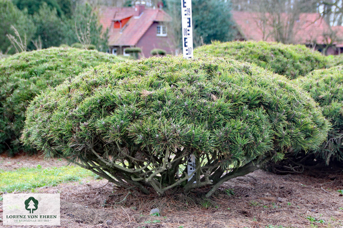 Pinus mugo pumilio