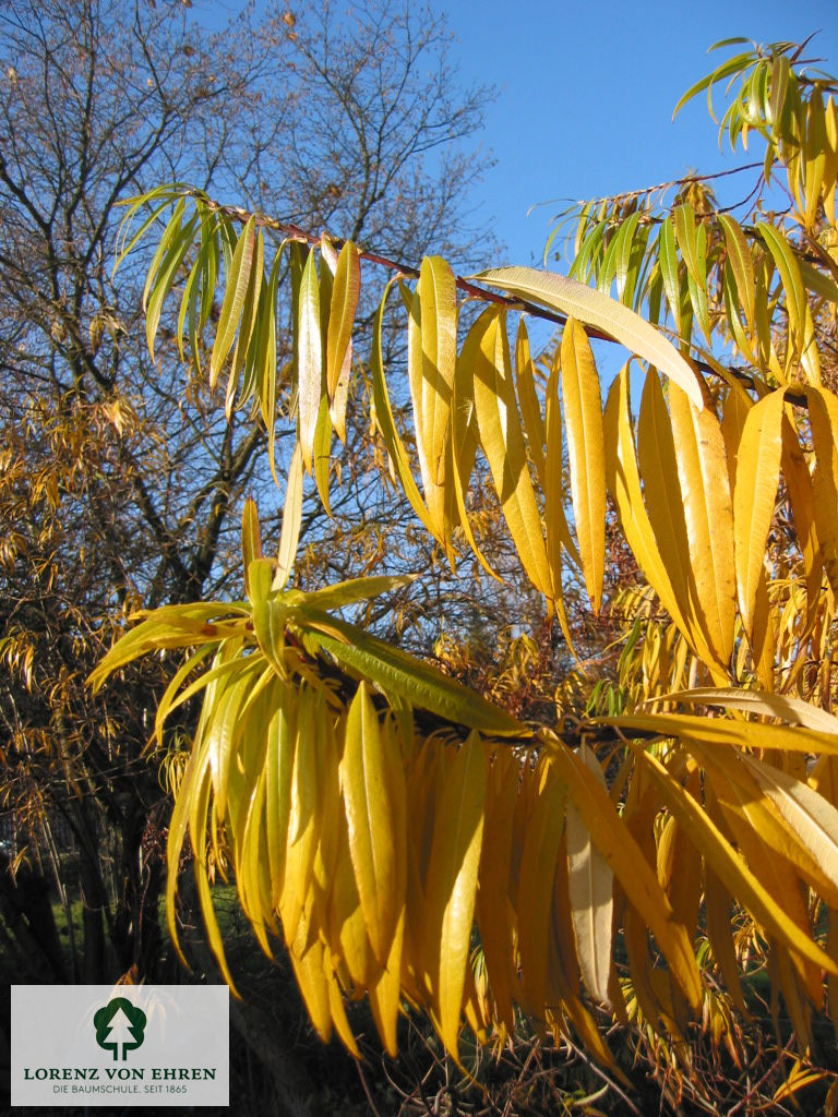 Salix sachalinensis 'Sekka'