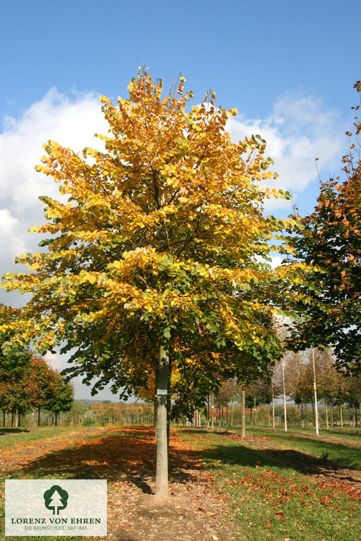 Tilia tomentosa 'Brabant'