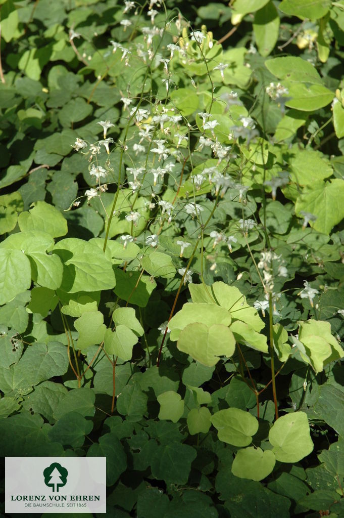 Epimedium youngianum 'Niveum'