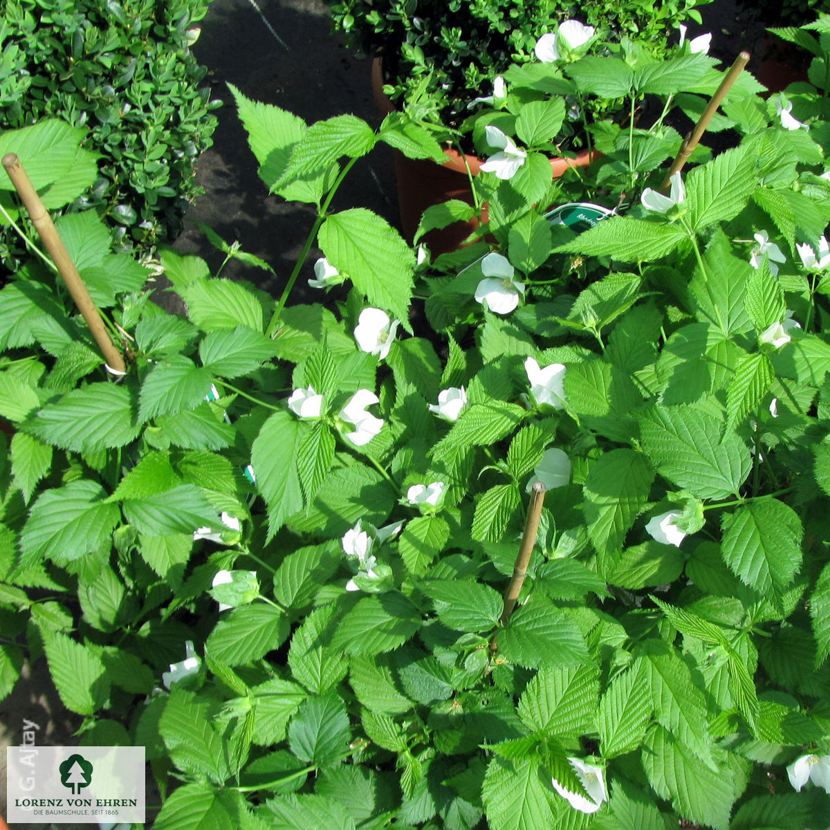Rhodotypos scandens