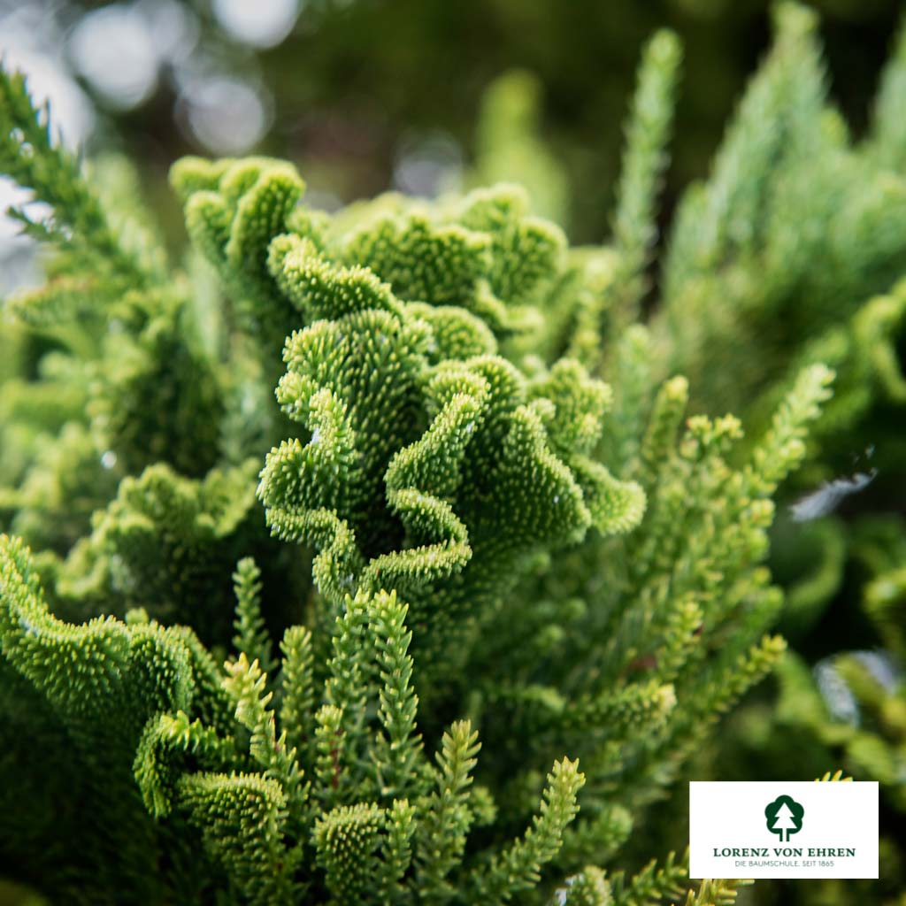 Cryptomeria japonica 'Cristata' Unikat