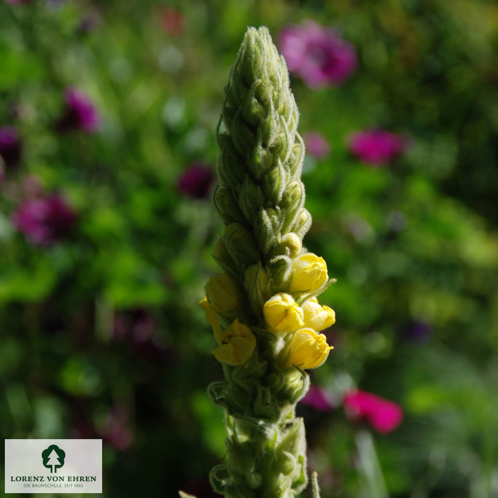 Verbascum olympicum