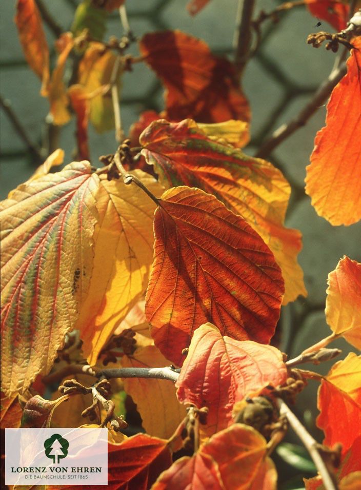 Hamamelis intermedia 'Arnold Promise'