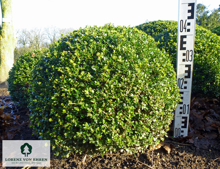 Ilex crenata 'Glorie Gem'