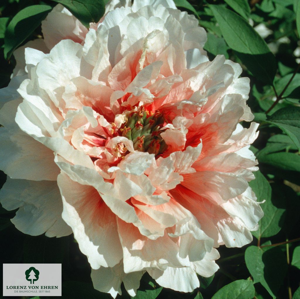 Paeonia suffruticosa 'Jeanne d'Arc'