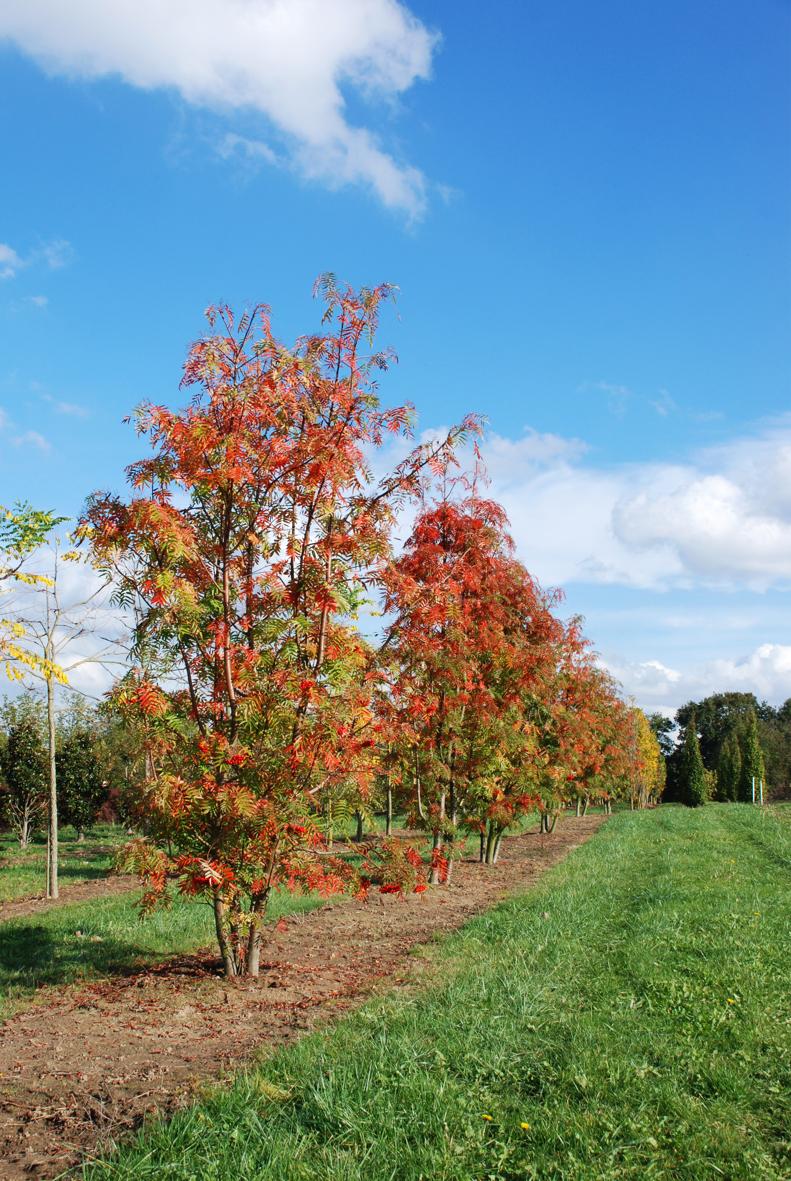 Baum mit rotem Blatt