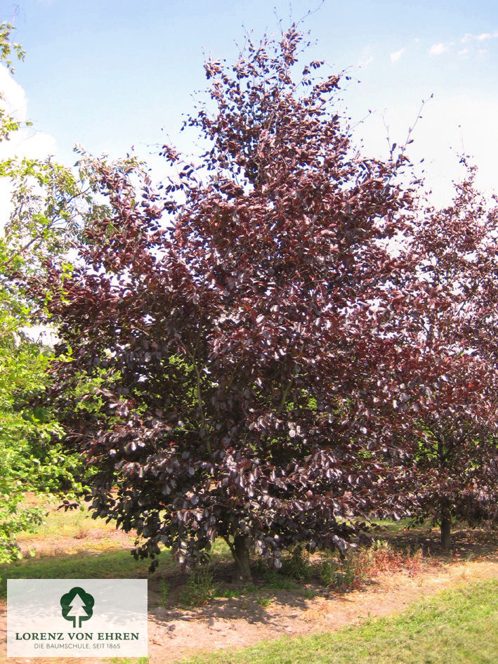 Fagus sylvatica 'Swat Magret'