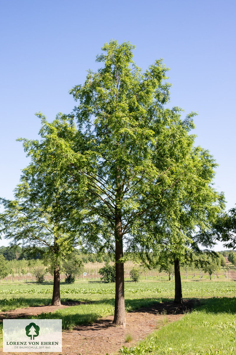 Metasequoia glyptostroboides