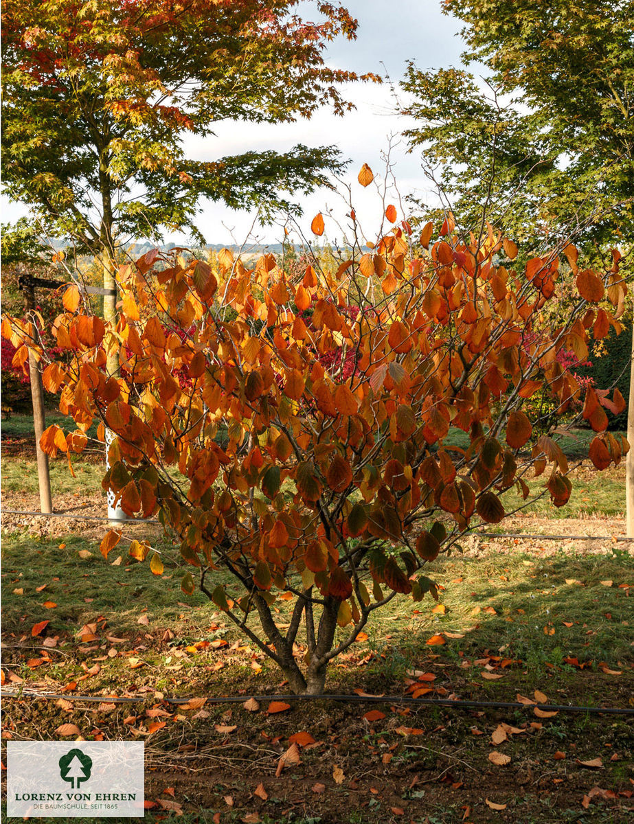 Hamamelis intermedia 'Feuerzauber'