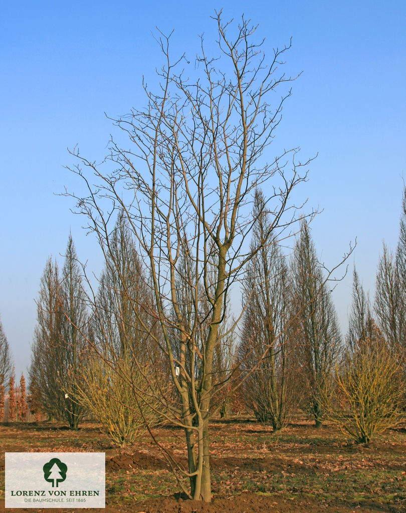 Styrax obassia