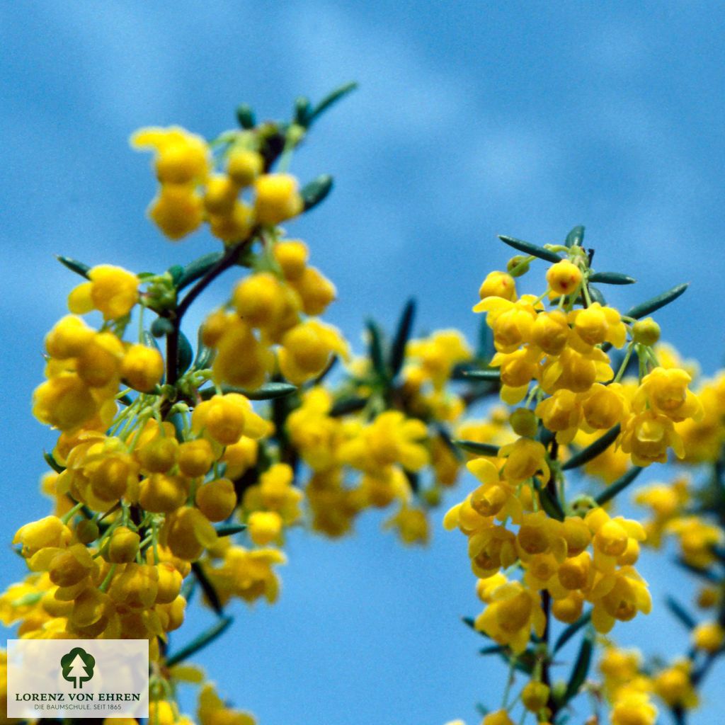 Berberis stenophylla