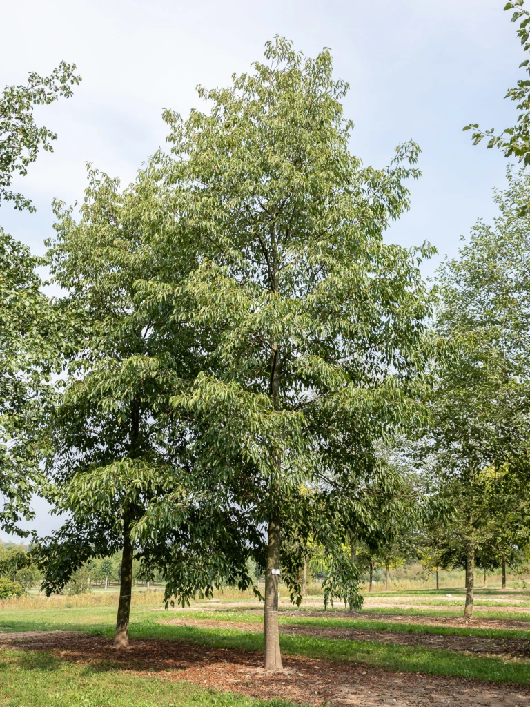 Alnus spaethii Solitär