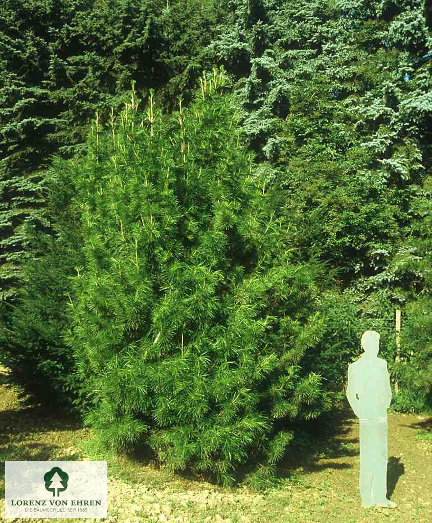 Sciadopitys verticillata