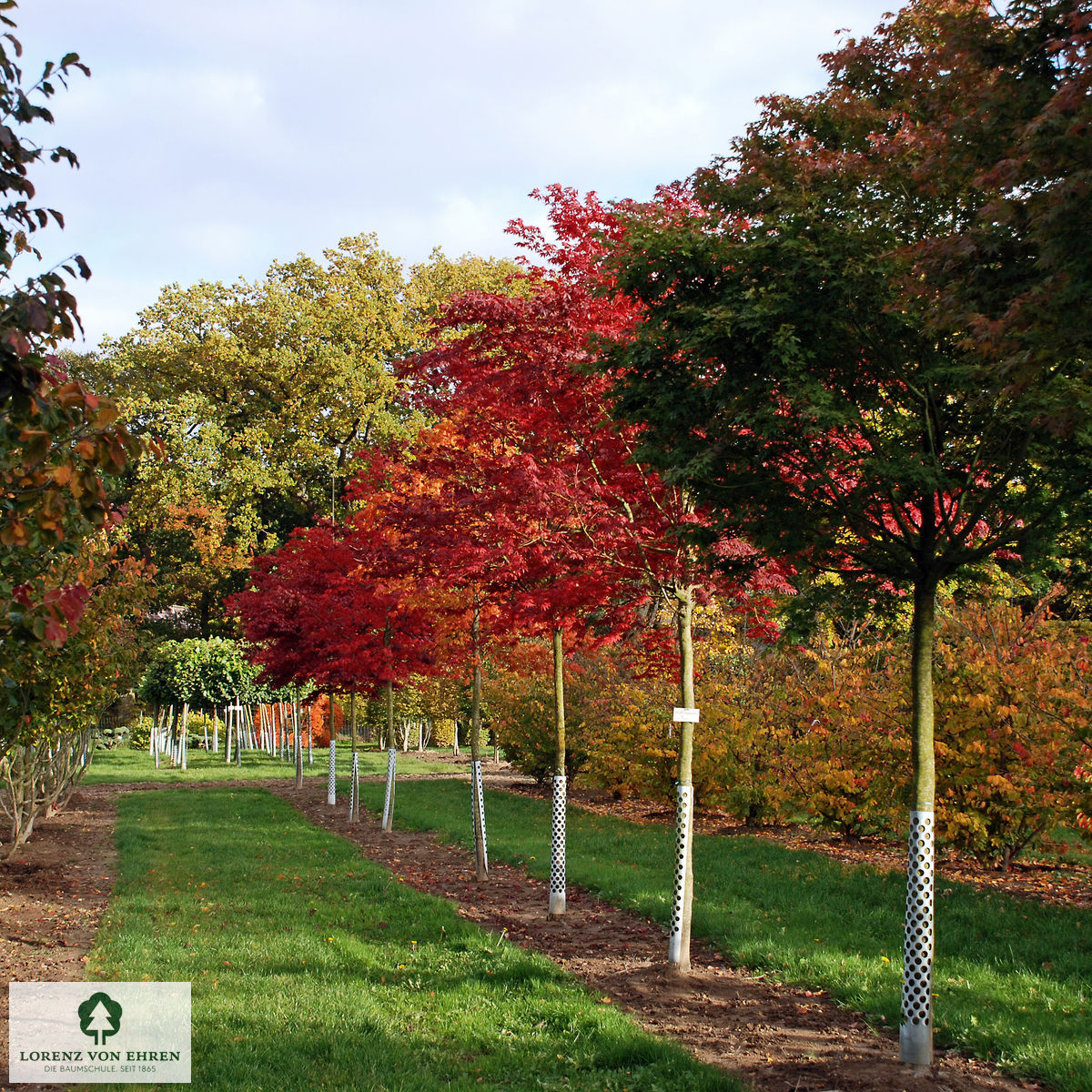 Acer palmatum 'Atropurpureum'