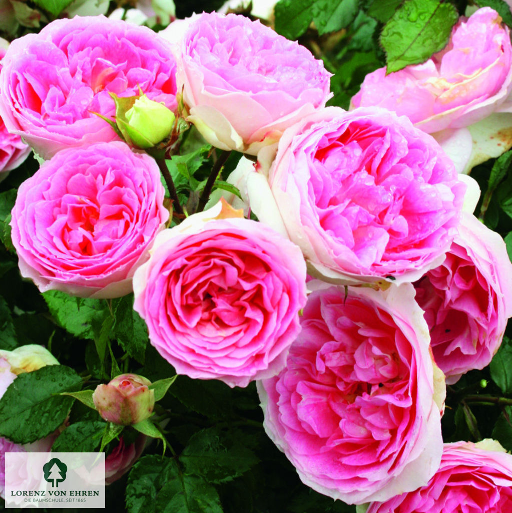 Rosa 'Kurfürstin Sophie'