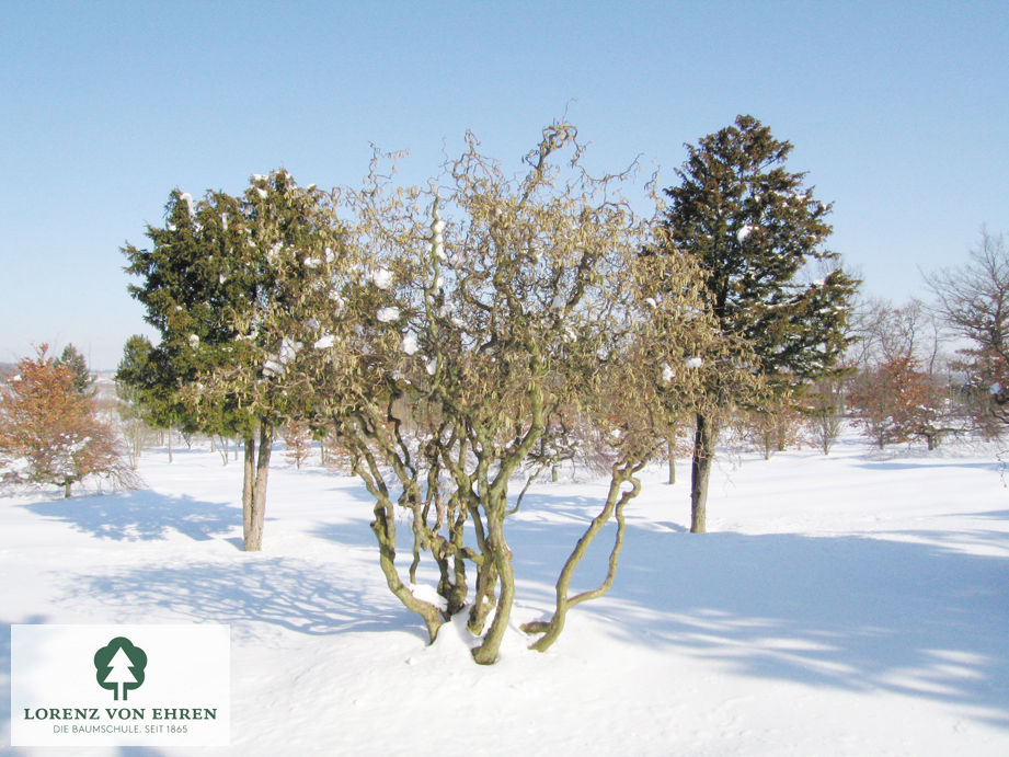 Corylus avellana 'Contorta'