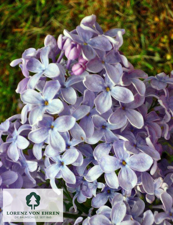 Syringa vulgaris 'Nadeshda'