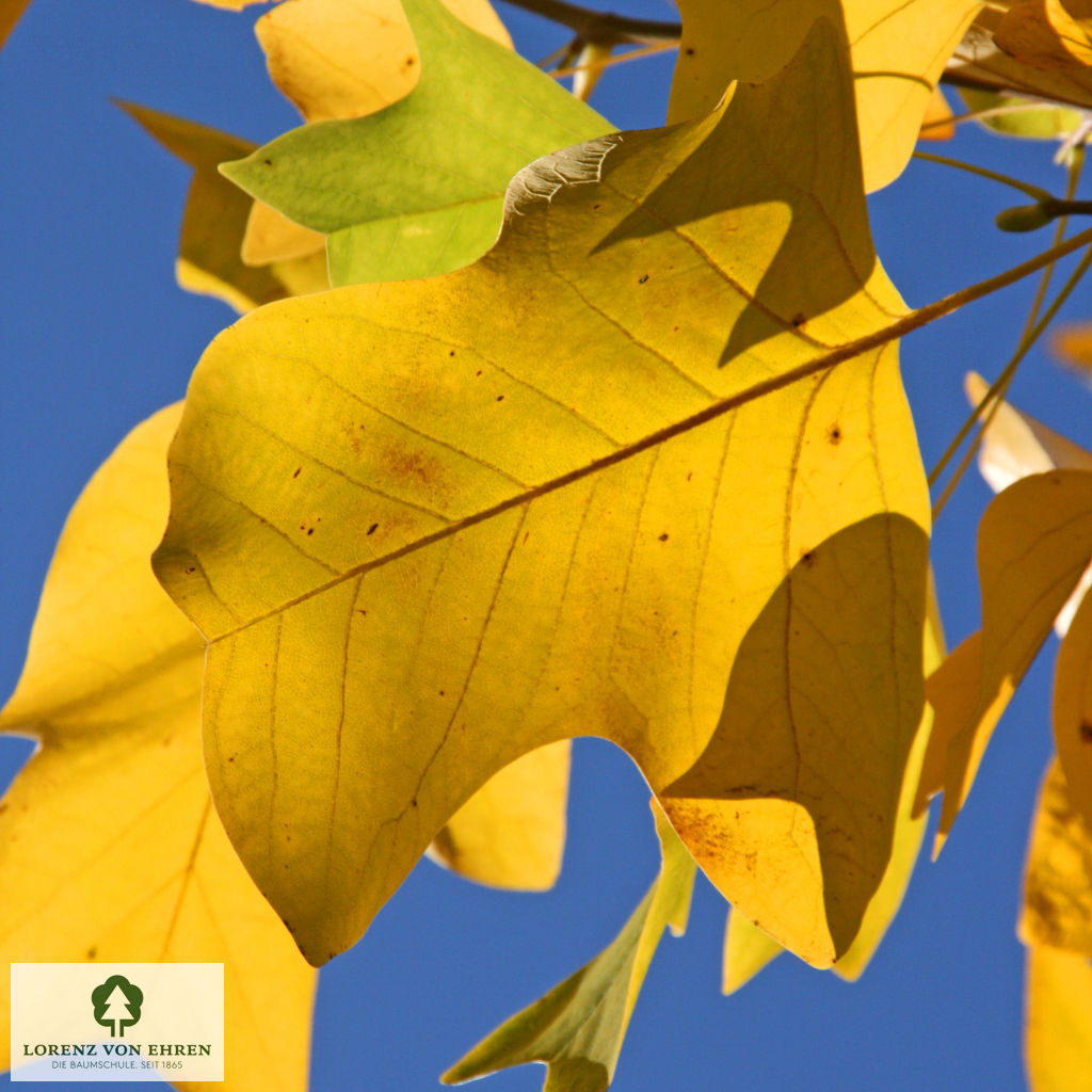 Liriodendron tulipifera