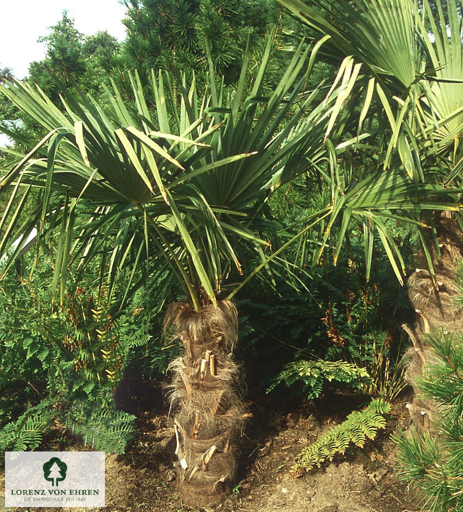 Trachycarpus fortunei
