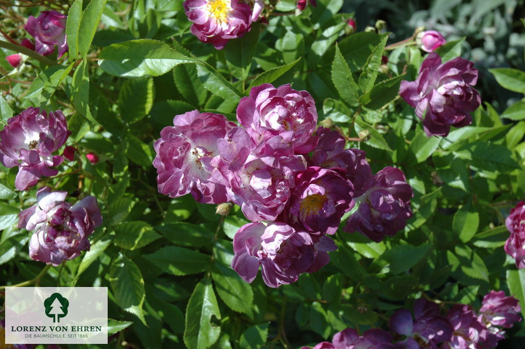 Rosa 'Veilchenblau'