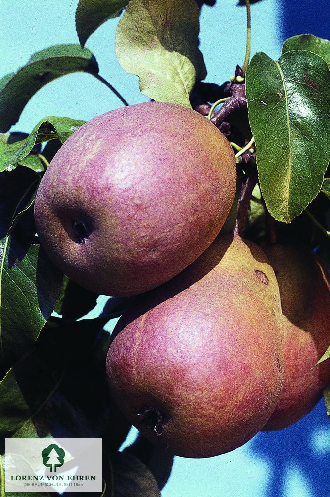 Pyrus communis 'Bosc's Flaschenbirne'