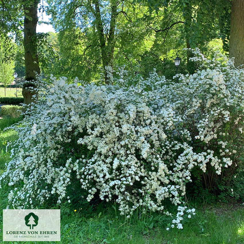 Spiraea vanhouttei