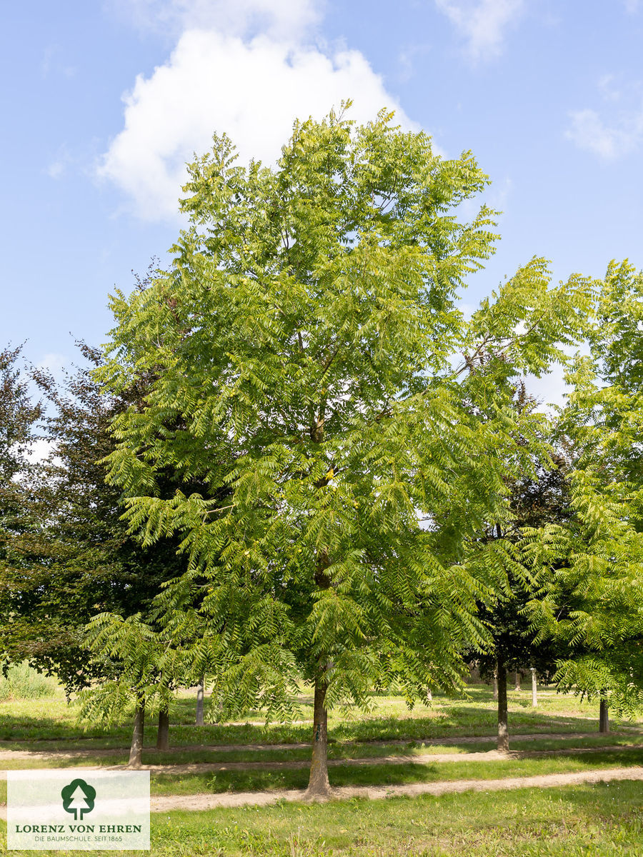 Juglans nigra