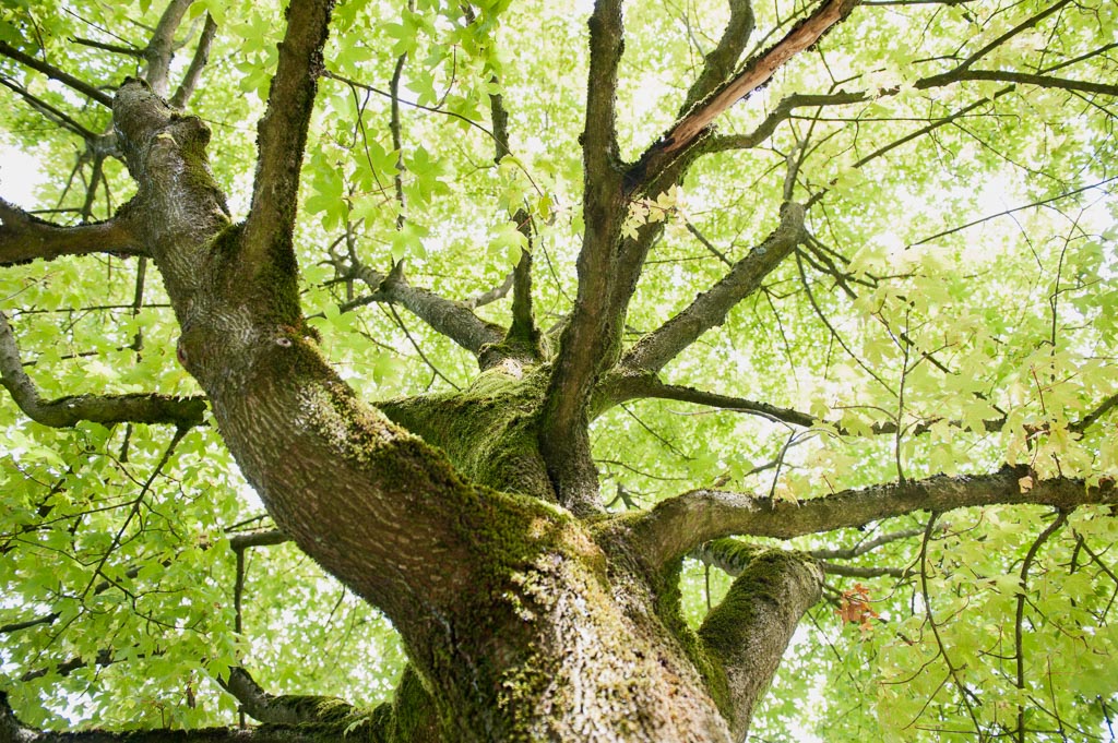 Acer neglectum 'Annae' Unikat