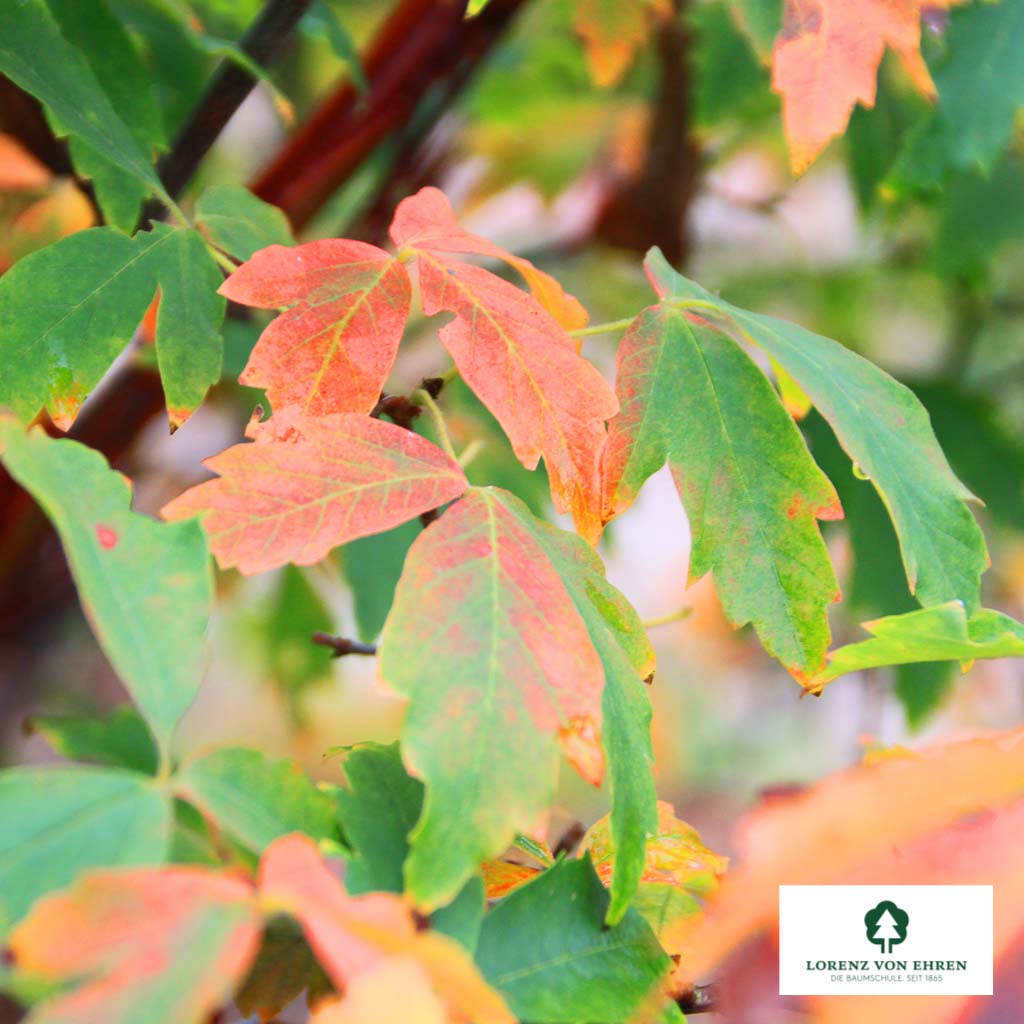 Acer griseum