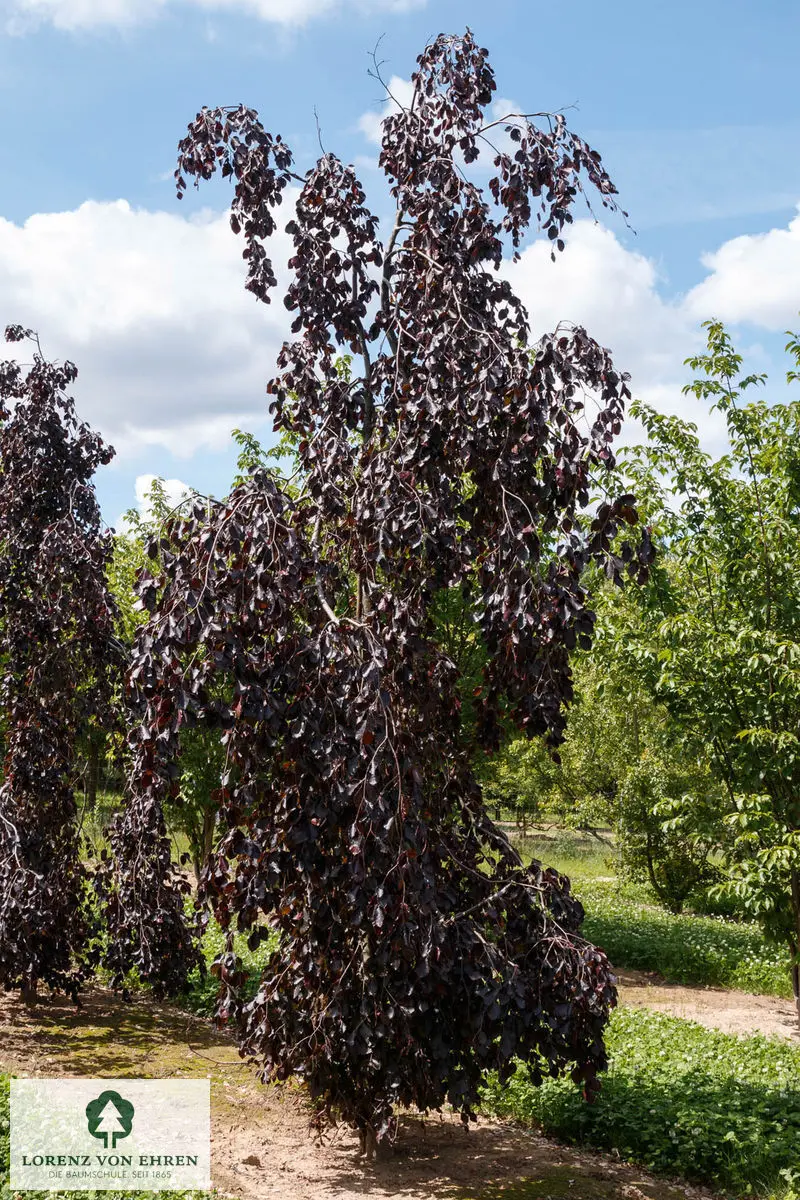 Fagus sylvatica 'Purple Fountain'