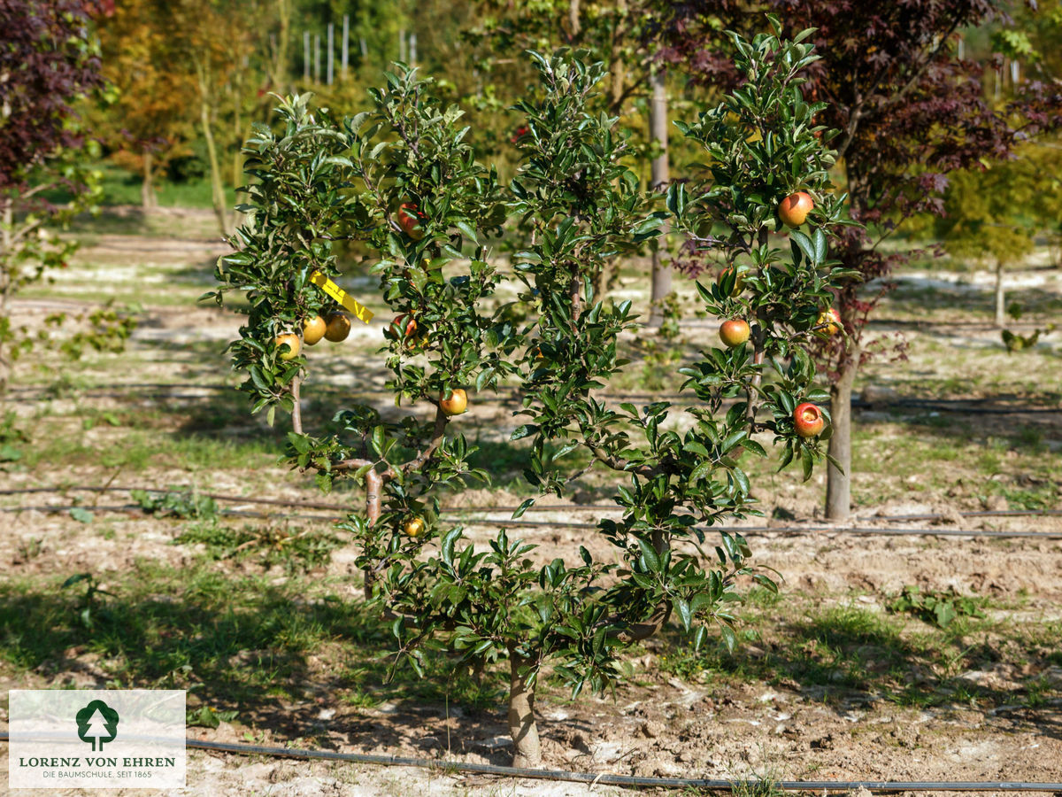 Malus domestica 'Braeburn'