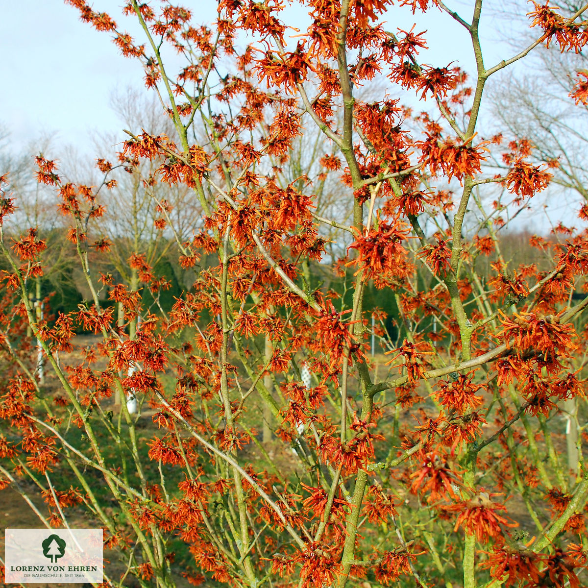 Hamamelis intermedia 'Diane'