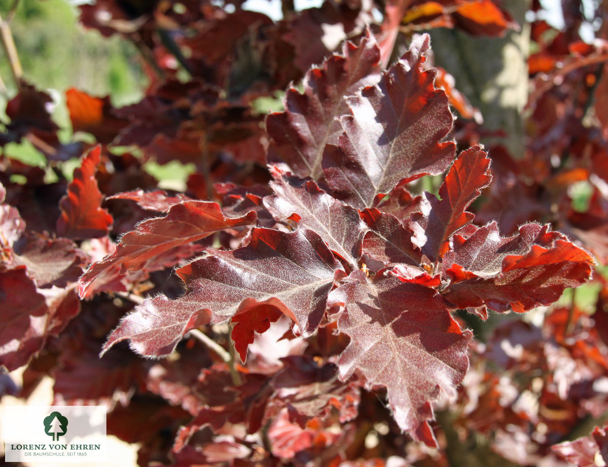 Fagus sylvatica 'Dawyck Purple'