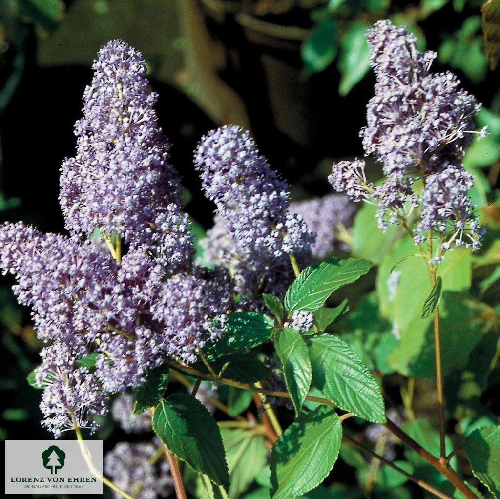 Ceanothus delilianus 'Gloire de Versailles'