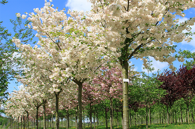Hochsta,mm LvE Prunus serrulata shimidsu Traumweiß blühende Alleebäume