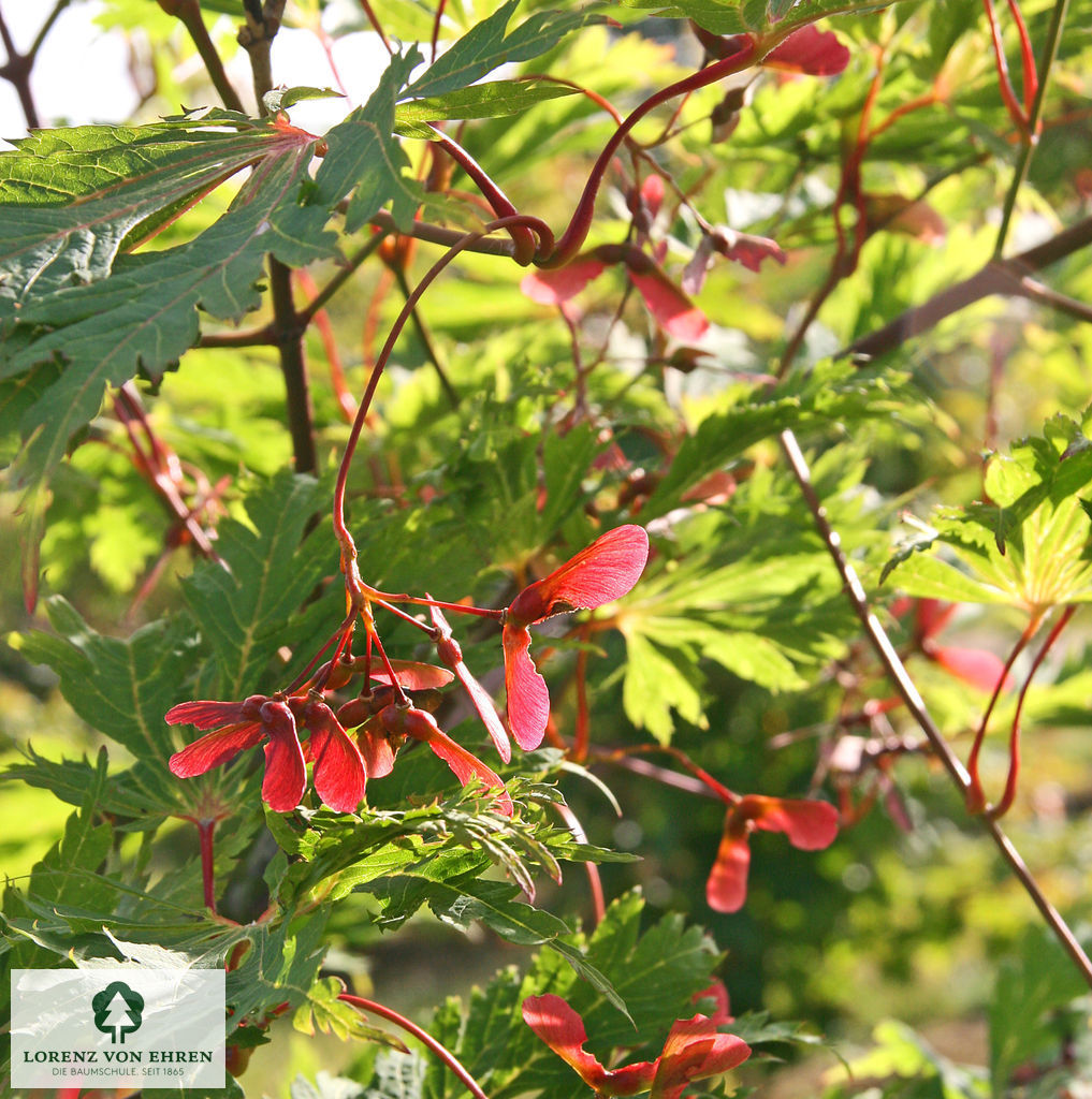 Acer japonicum 'Aconitifolium'