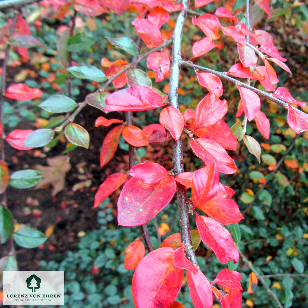 Cotoneaster divaricatus