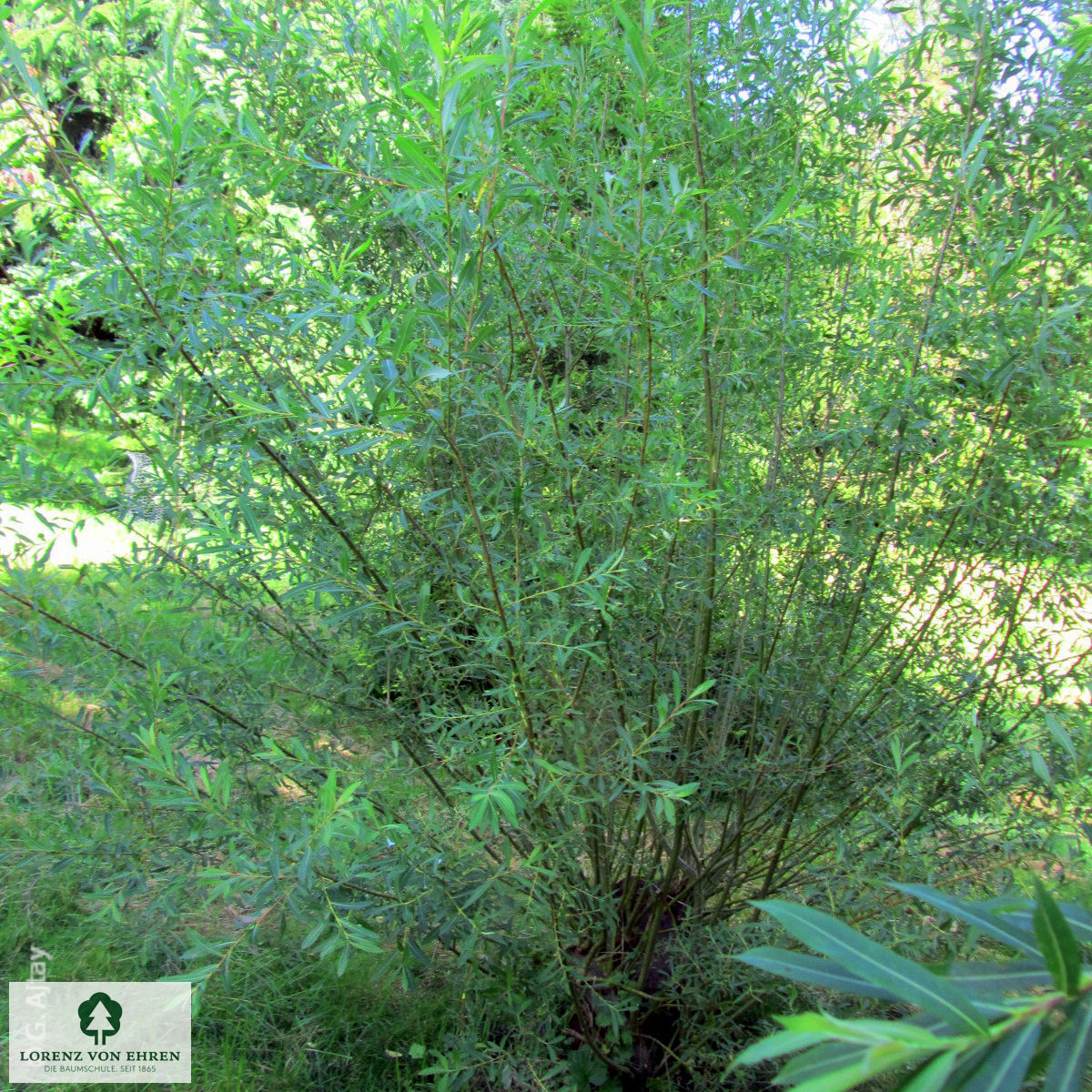 Salix purpurea