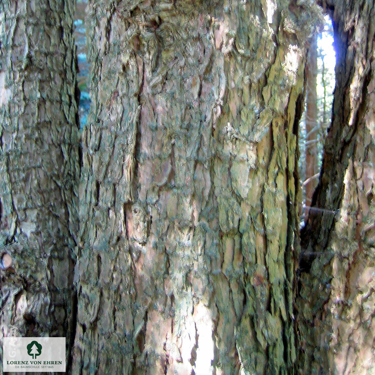 Tsuga mertensiana