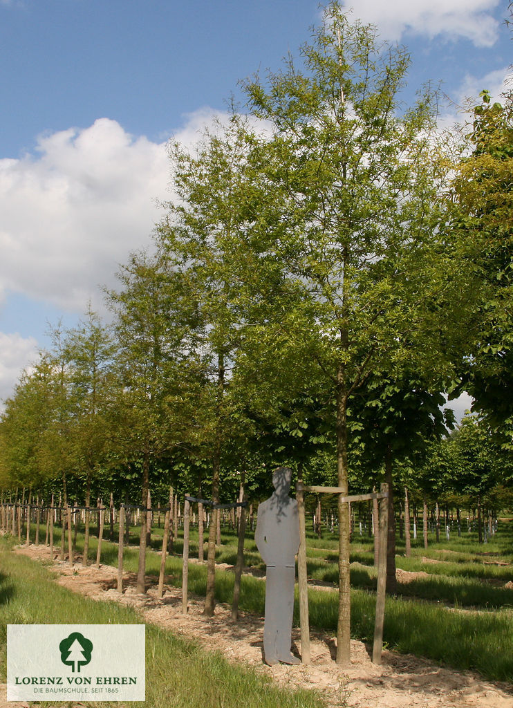 Quercus phellos