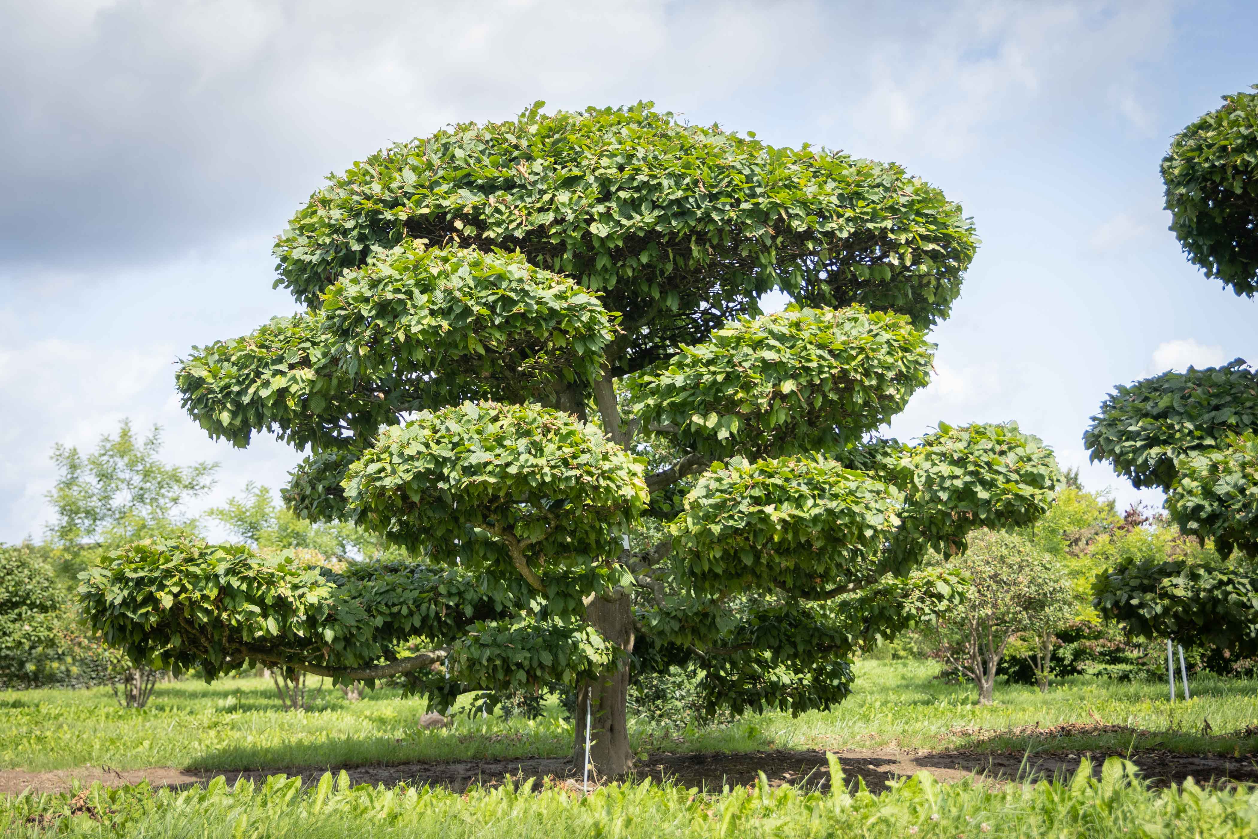 Großbonsai im Sommer